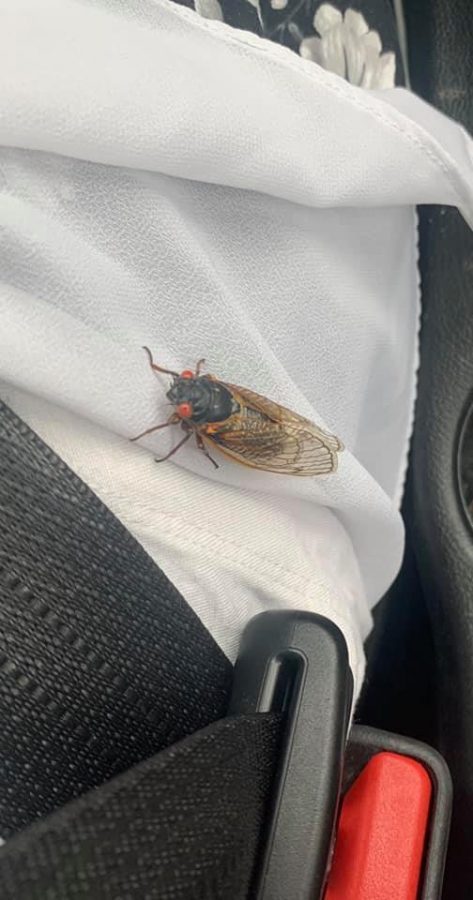 A cicada joined a Kenwood teacher for her drive into Kenwood one morning.  