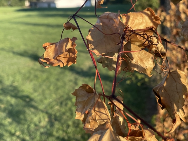 Leaves starting to change around Kenwoods campus. 