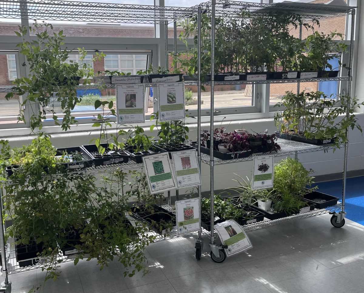 K.E.N. plant sale is still going! 